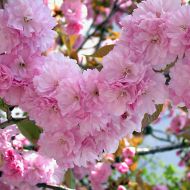 Саджанець Сакура Канзан в контейнері